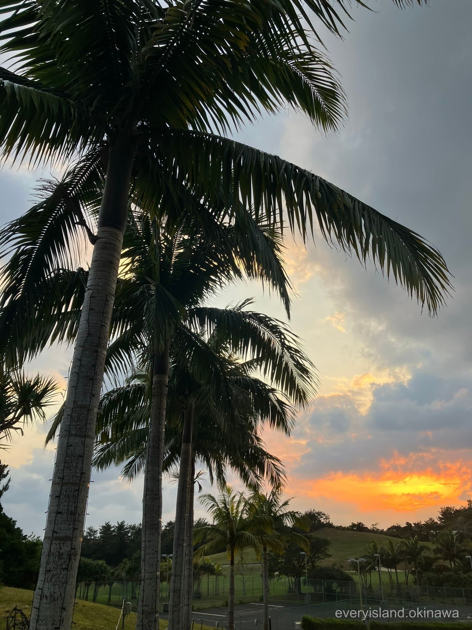 Palm trees in silhouette against an orange sunset at Kanucha Bay